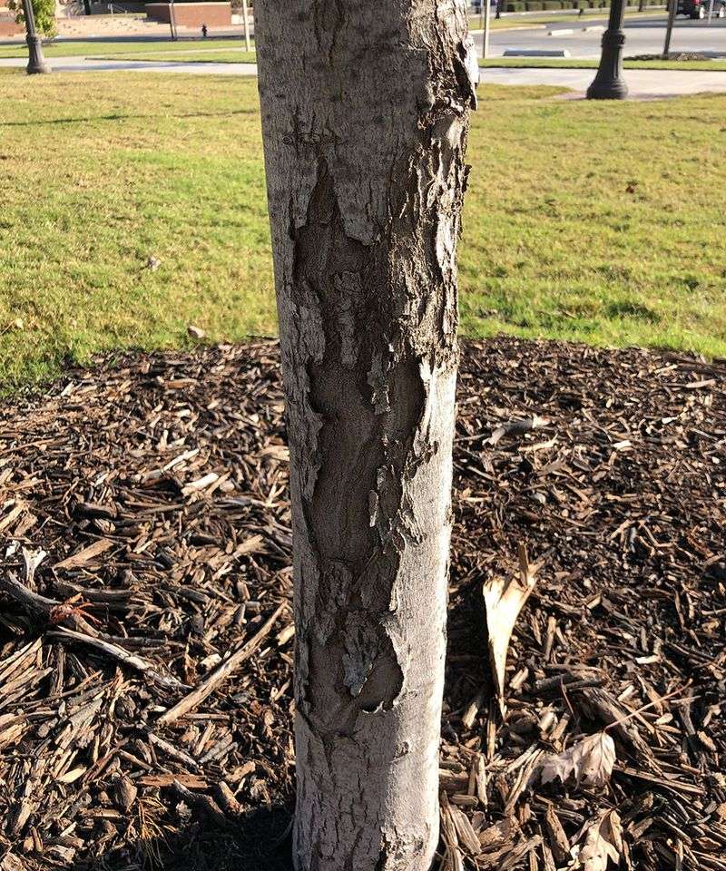 The Southwest Side Of The Trunk Takes The Brunt
