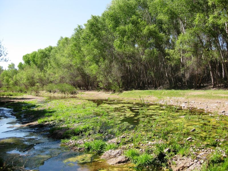 The Southwest spring firefly is associated with wet stream edges The Southwest spring firefly is associated with wet stream edges