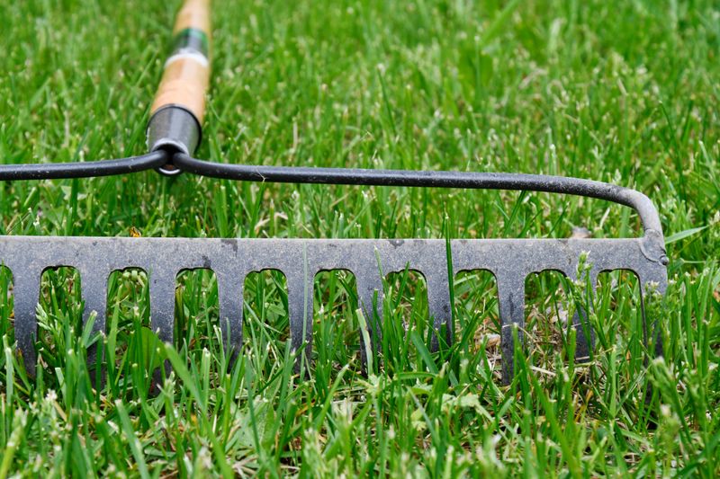The Spongy Brown Layer Beneath Tired Grass