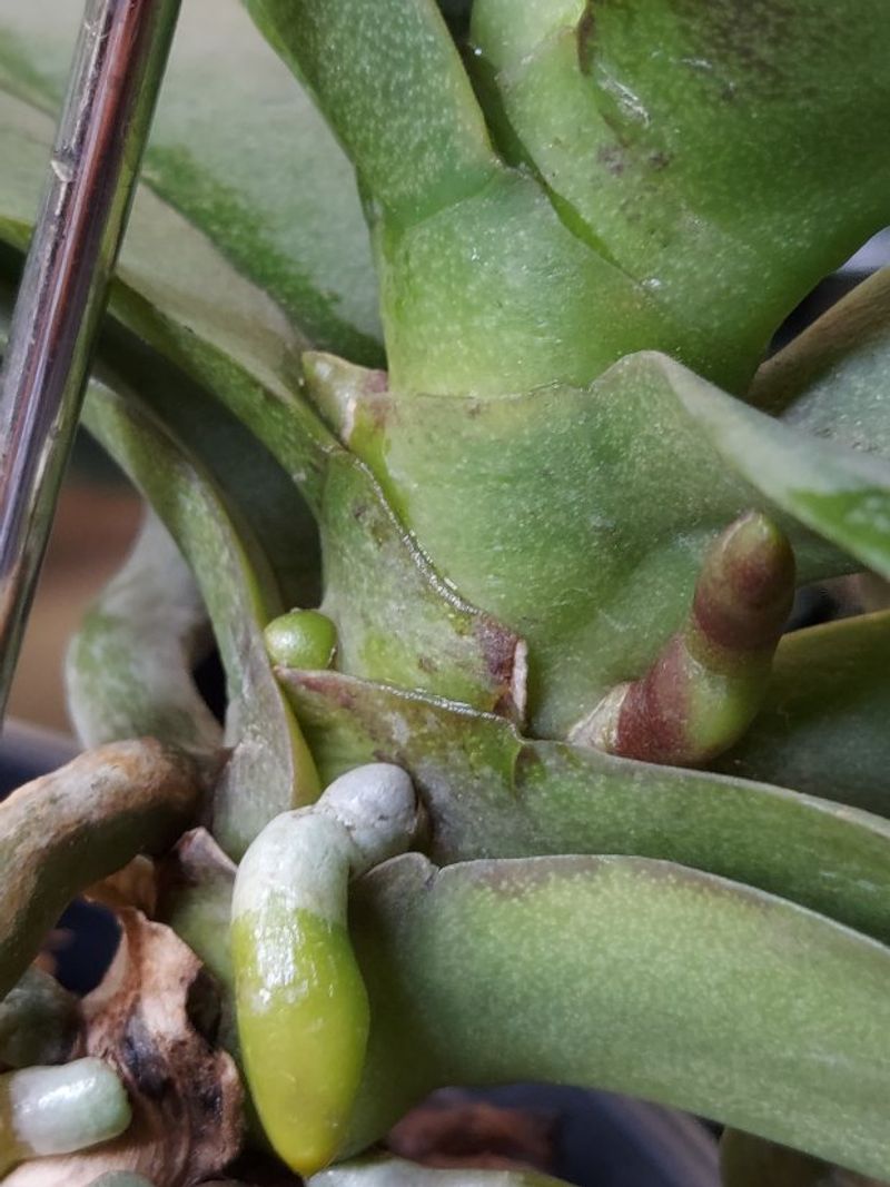 The Spot On The Plant Where Each Growth Emerges The Spot On The Plant Where Each Growth Emerges