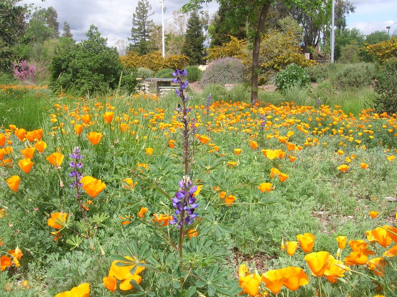 The Spring Payoff For California Fall Planters The Spring Payoff For California Fall Planters