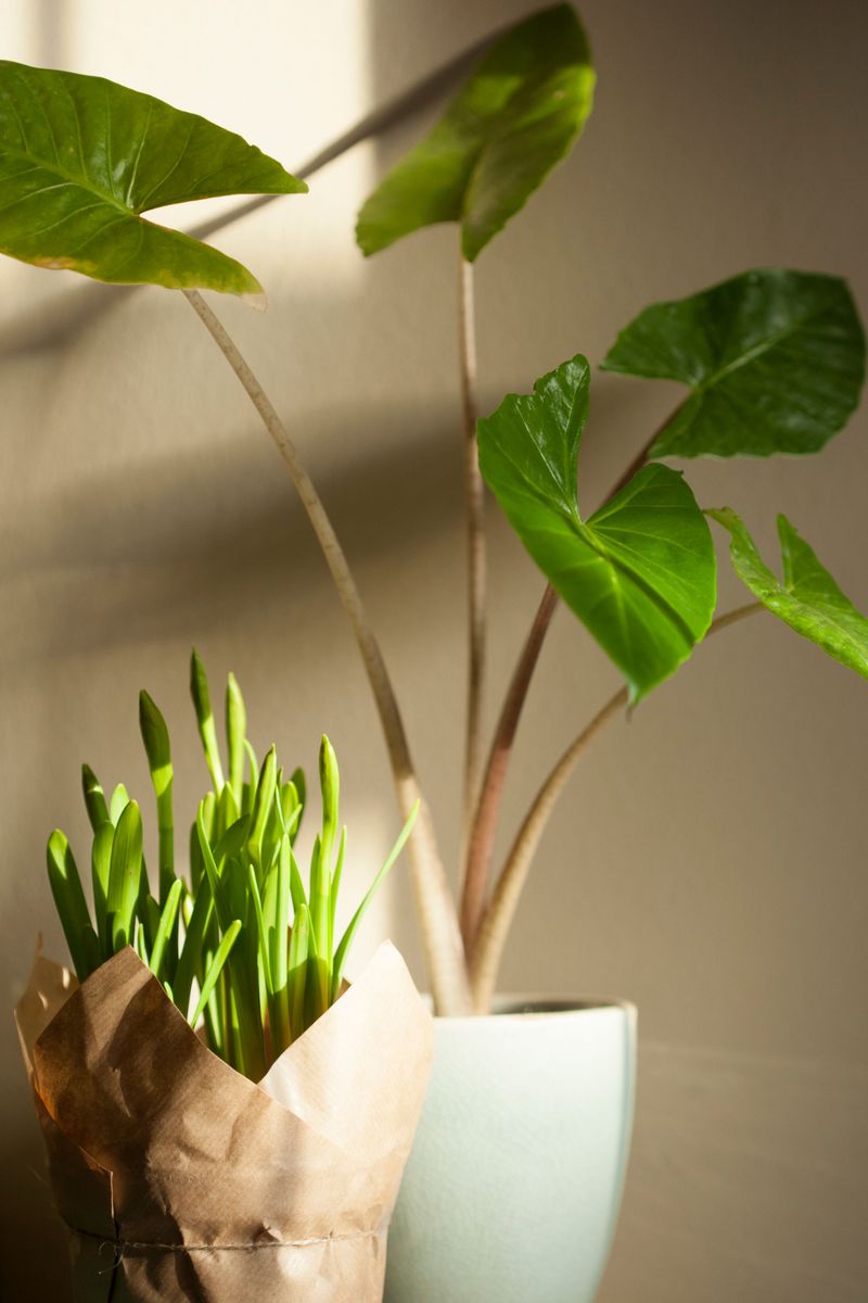 The Spring Payoff Of Well Rested Plants The Spring Payoff Of Well Rested Plants