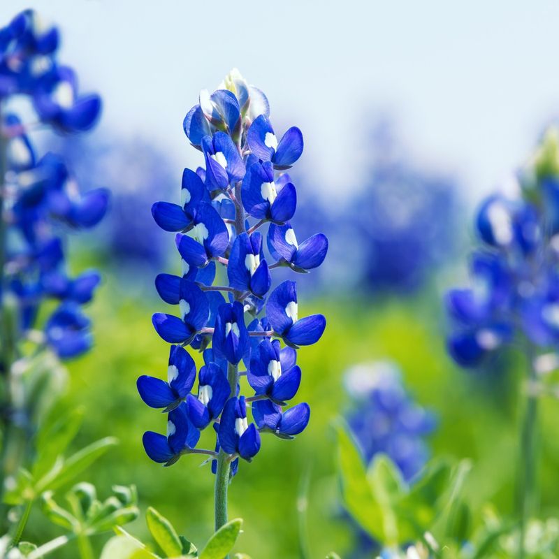 The State Flower Starts In Fall