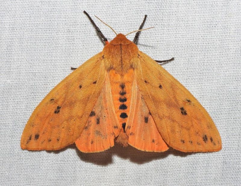 The Tawny Moth It Becomes By Summer