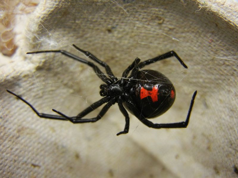 The Texas's Most Dangerous Spider The Texas's Most Dangerous Spider