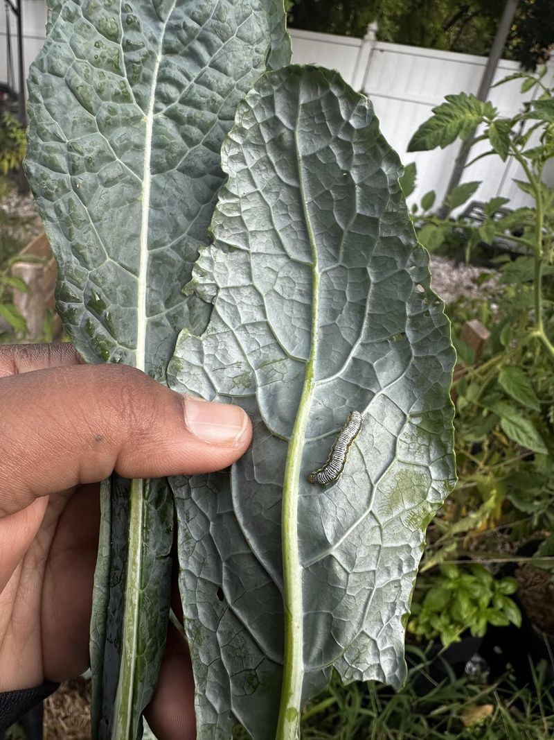 The Top Of The Leaf Mistake