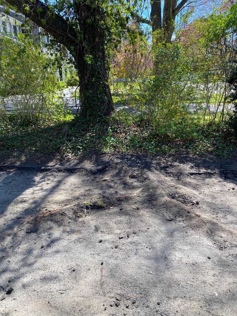 The Tree Owner May Be Liable For Actual Damage The Tree Owner May Be Liable For Actual Damage