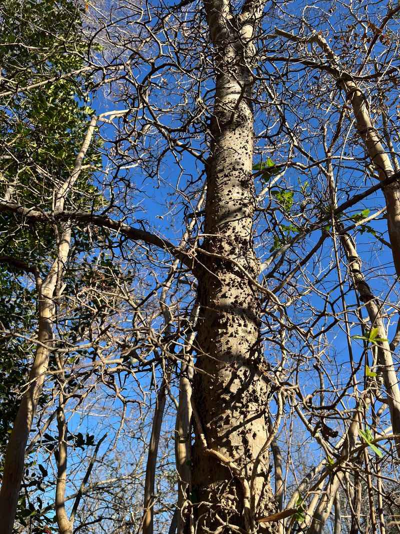 The Tree Reacts With A Burst Of Short Crowded Shoots The Tree Reacts With A Burst Of Short Crowded Shoots