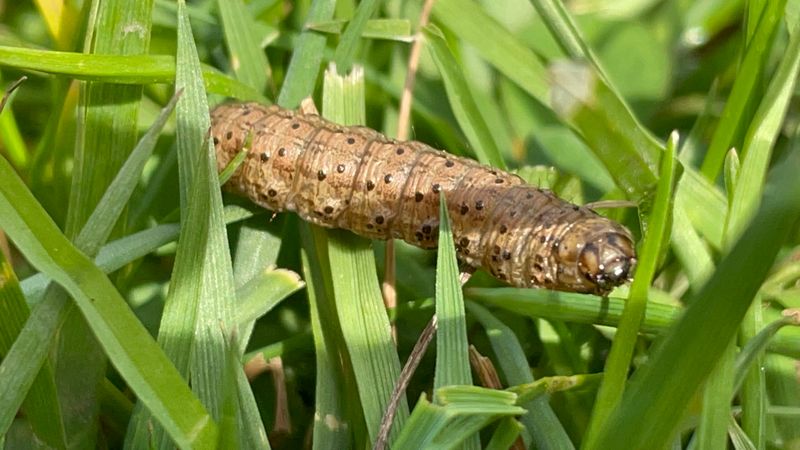 The Tropical Sod Webworm Is A Common Night Feeder The Tropical Sod Webworm Is A Common Night Feeder