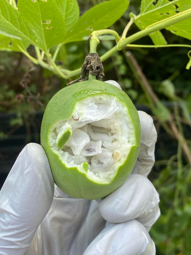 The Tropical Taste Hidden Inside A Wrinkled Shell The Tropical Taste Hidden Inside A Wrinkled Shell