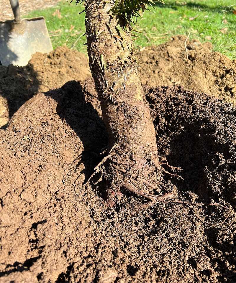 The Trunk Should Widen Into Roots Right At Soil Level