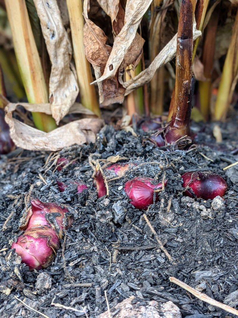 The Underground Rhizomes Can Survive After The Tops Are Damaged The Underground Rhizomes Can Survive After The Tops Are Damaged
