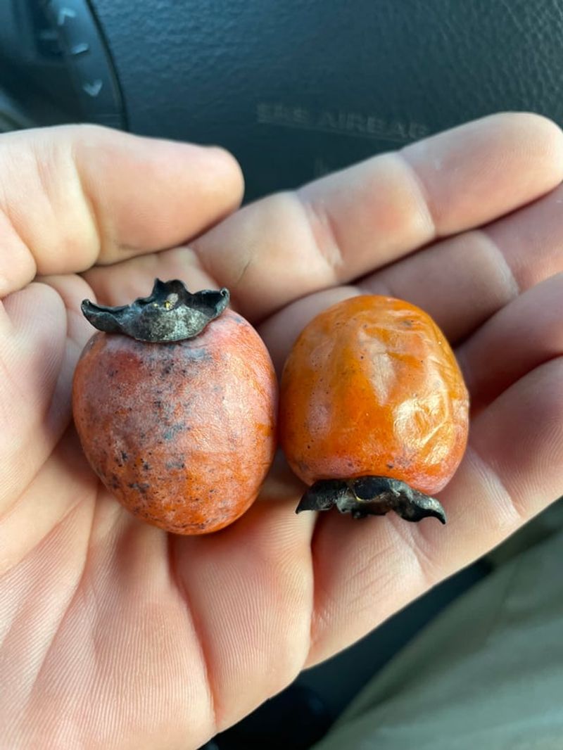The Unripe Bite Mistake