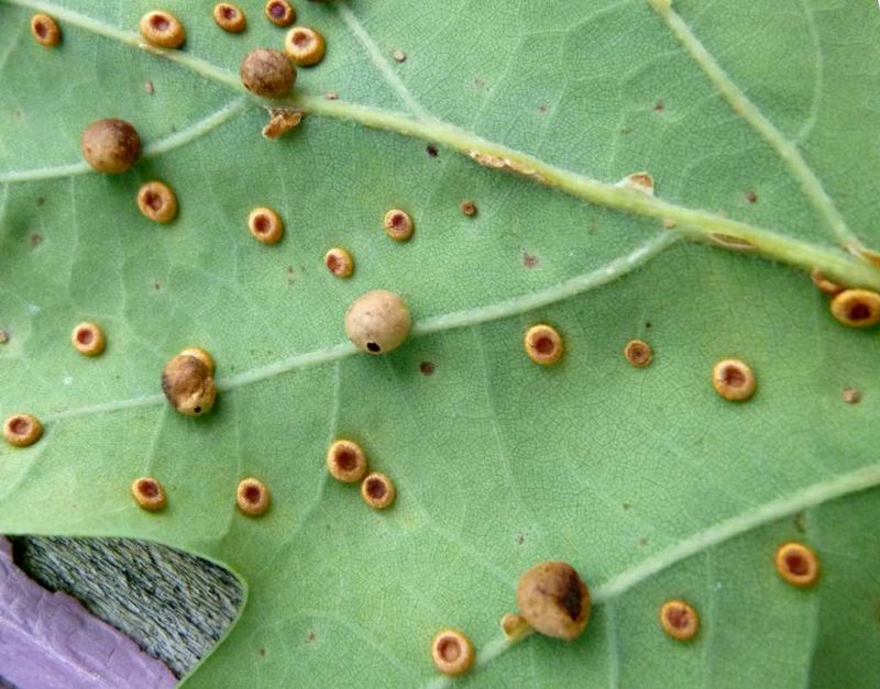 The Wasps Behind Them Don’t Sting