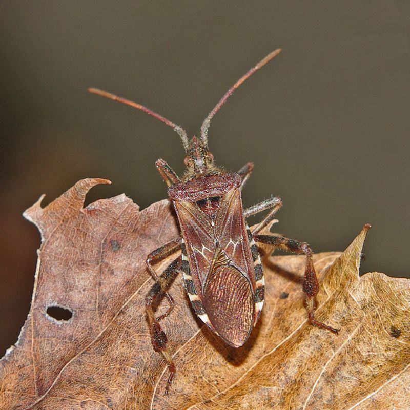 The Western Conifer Seed Bug Explained