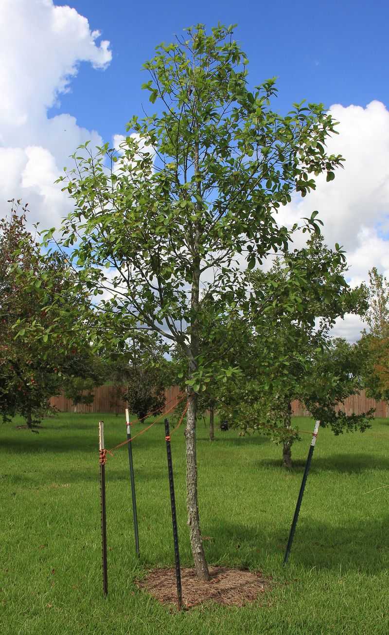 The White Oak Family Advantage Against Fungus