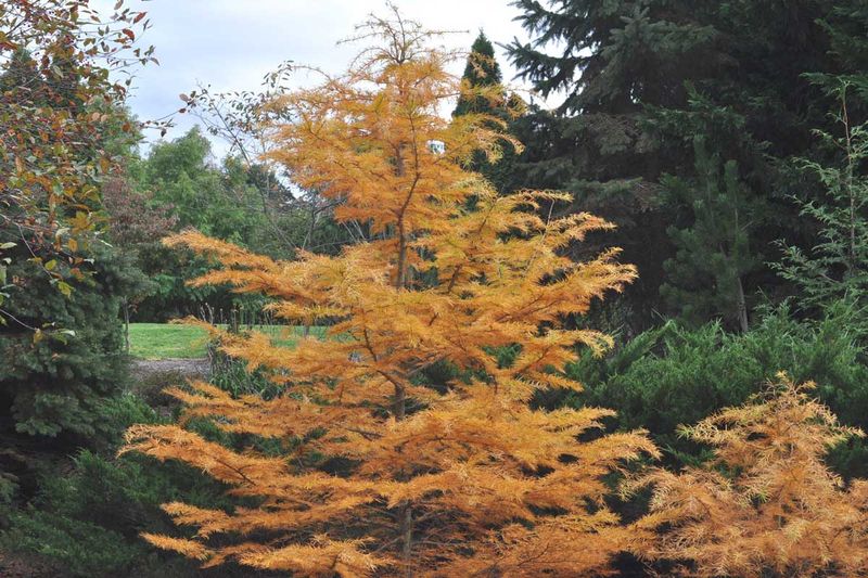 The Whole Tree Yellows Evenly, Top To Bottom The Whole Tree Yellows Evenly, Top To Bottom