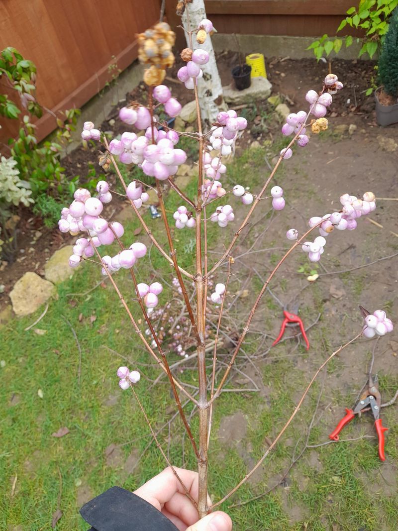 The Winter Food Supply Hanging On Bare Stems