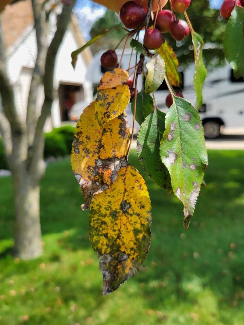 The Winter Survival Cycle Inside Rotting Leaves
