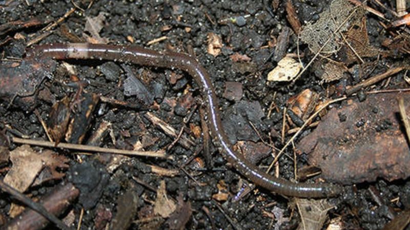 The Worms Thrash Like Snakes When Disturbed The Worms Thrash Like Snakes When Disturbed