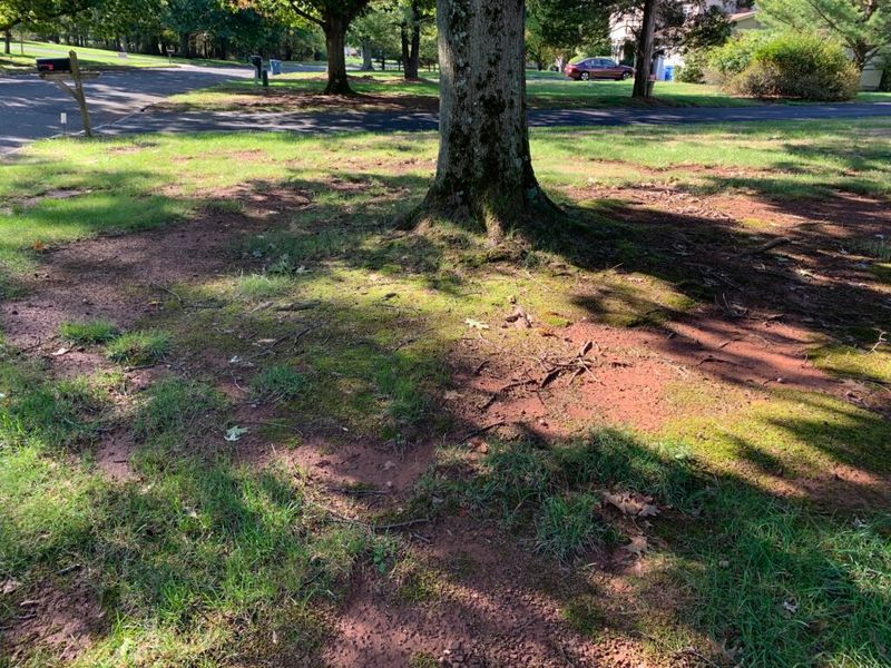 The Wrong Grass Type For Your Region