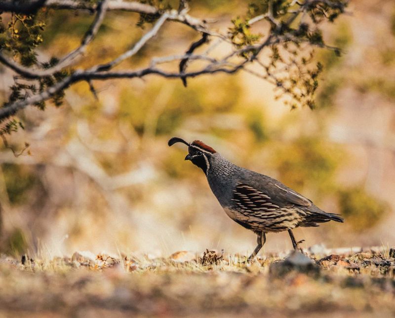 The birds may use a broader local range The birds may use a broader local range