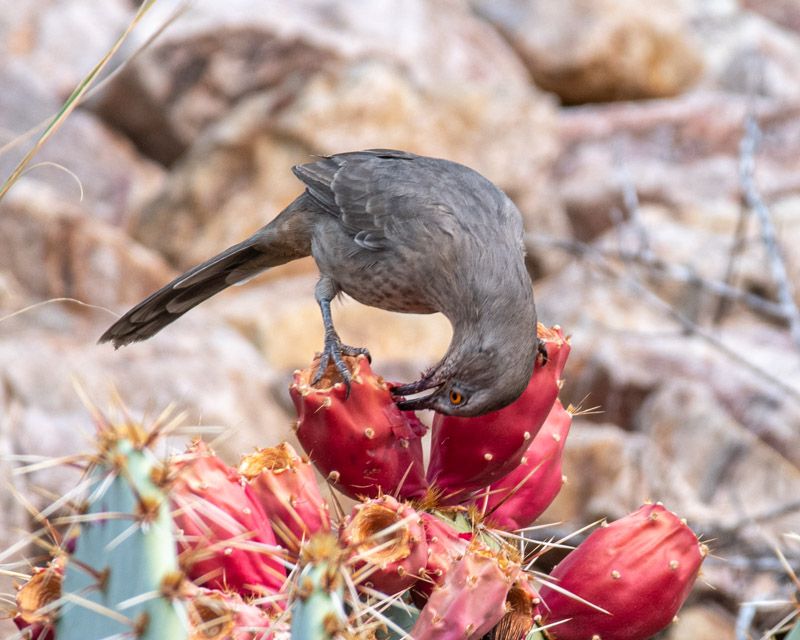 The bird’s menu goes beyond insects