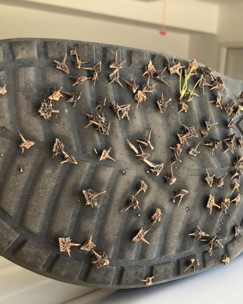 The burrs can puncture; the seeds are inside