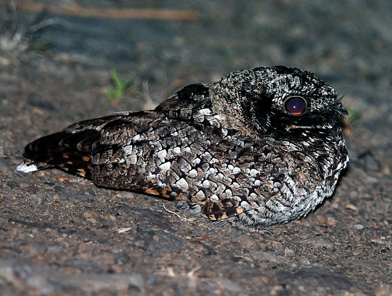 The clearest clue is nearby habitat, not ownership