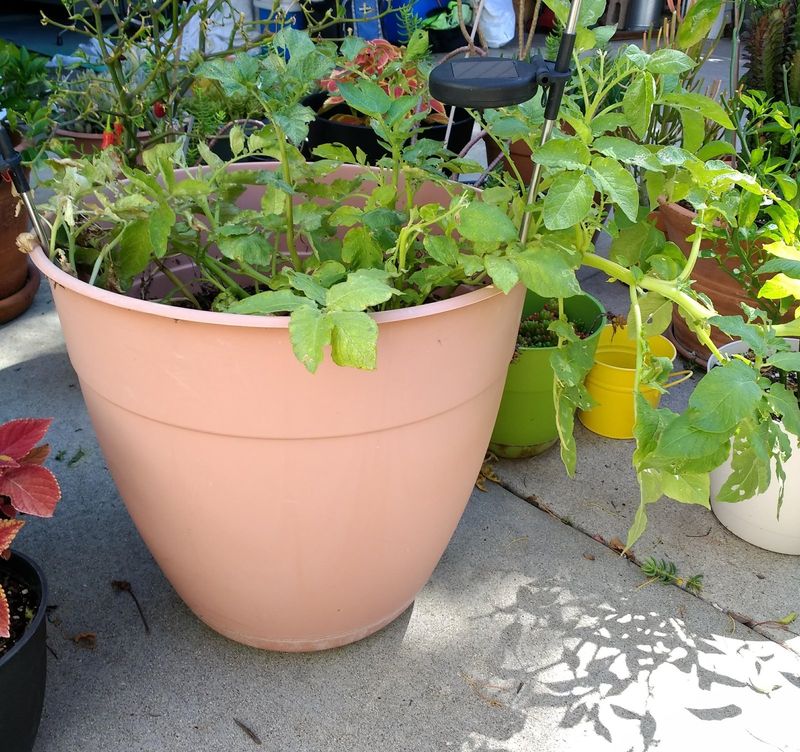 The foliage hides what the plant is building The foliage hides what the plant is building