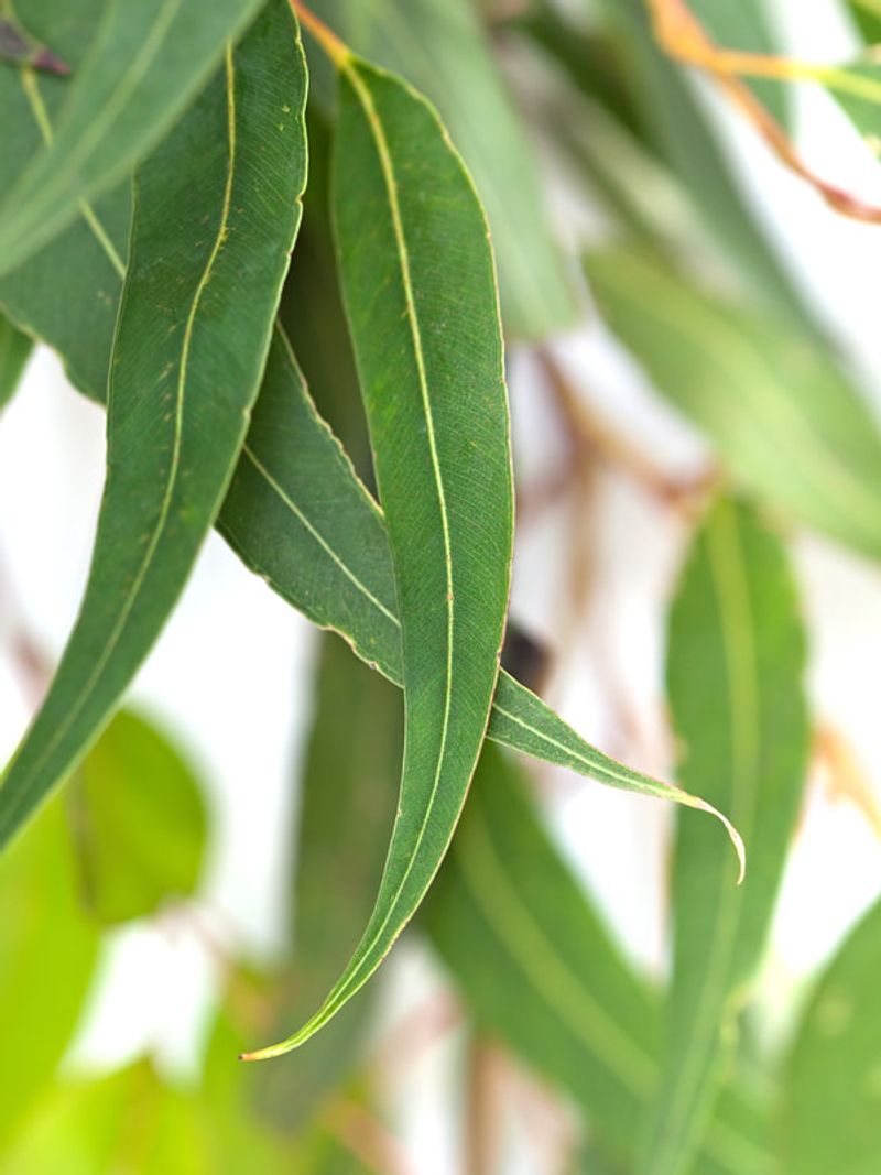 The leaves smell lemony, but they are not a ready-made shield The leaves smell lemony, but they are not a ready-made shield