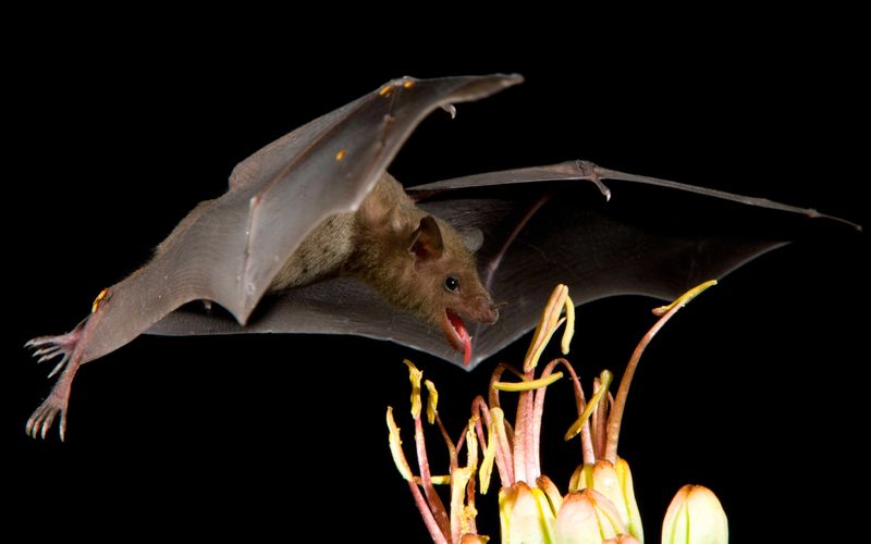 The lesser long-nosed bat follows desert blooms