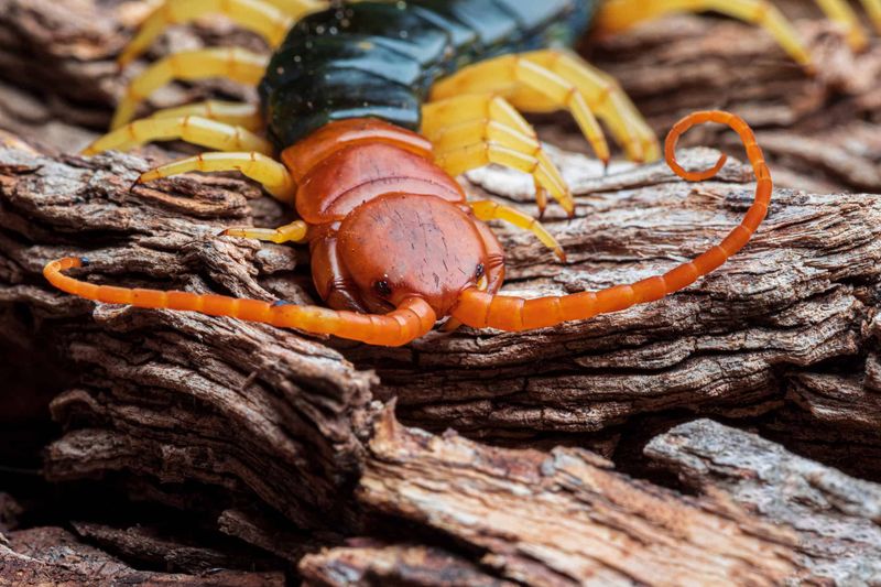The likely culprit is a giant desert centipede