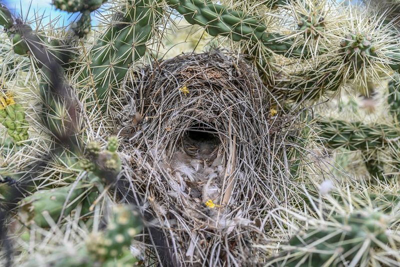 The nest is enclosed, with a narrow entrance