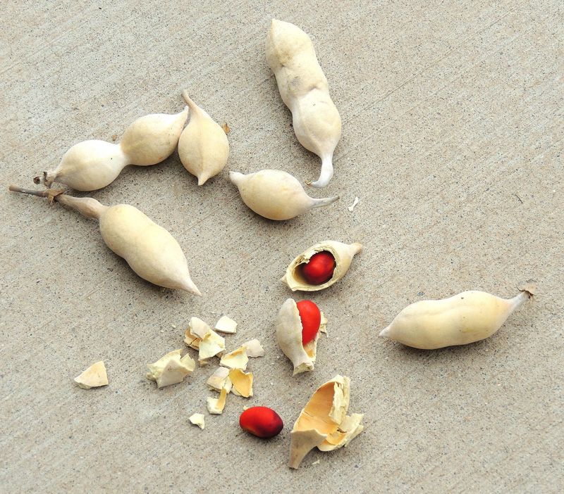 The pods contain poisonous red seeds The pods contain poisonous red seeds