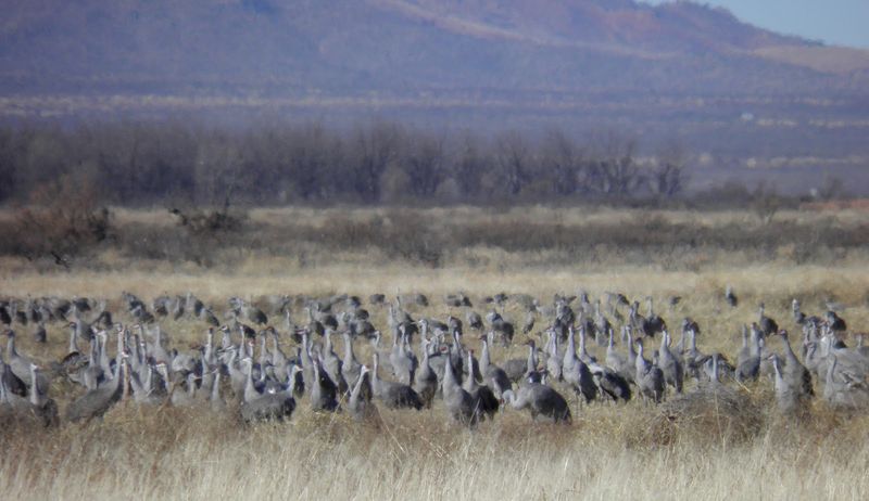 The return is to a wintering region, not a proven set of fields