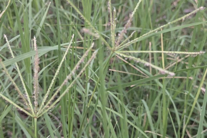 The right grass depends on which Arizona climate you garden in