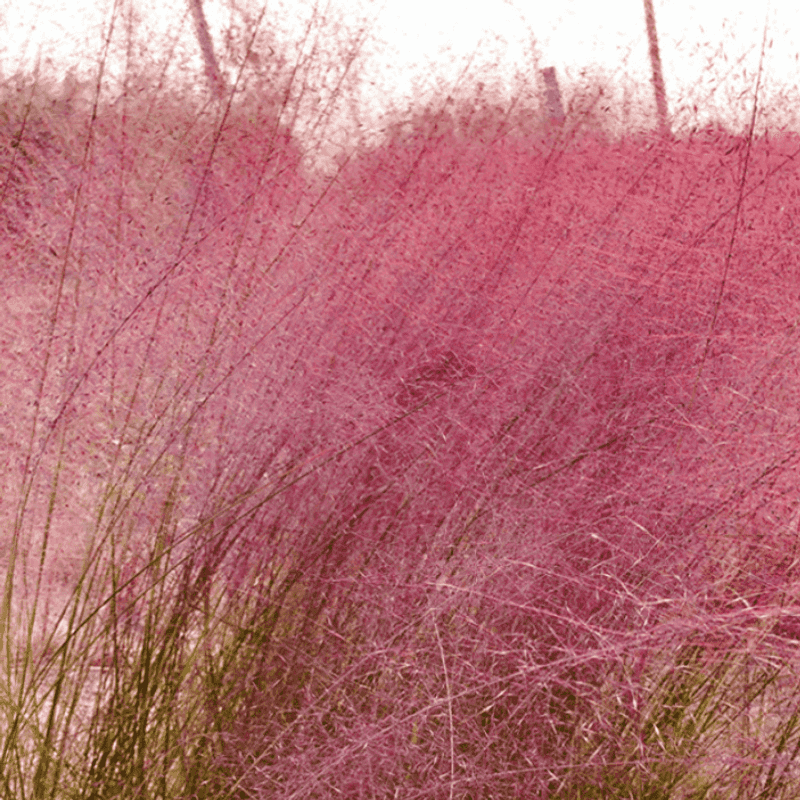 The seed plumes offer a modest wildlife bonus The seed plumes offer a modest wildlife bonus