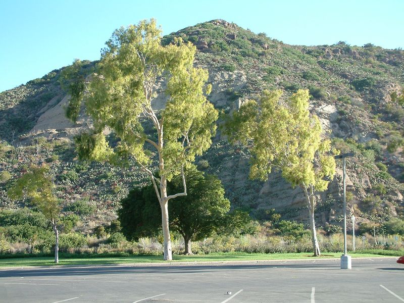 The tree’s Arizona fit involves water and space The tree’s Arizona fit involves water and space