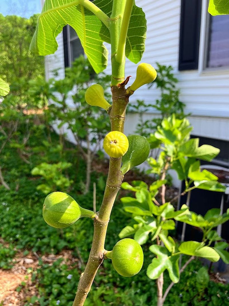 The two crops grow on different wood
