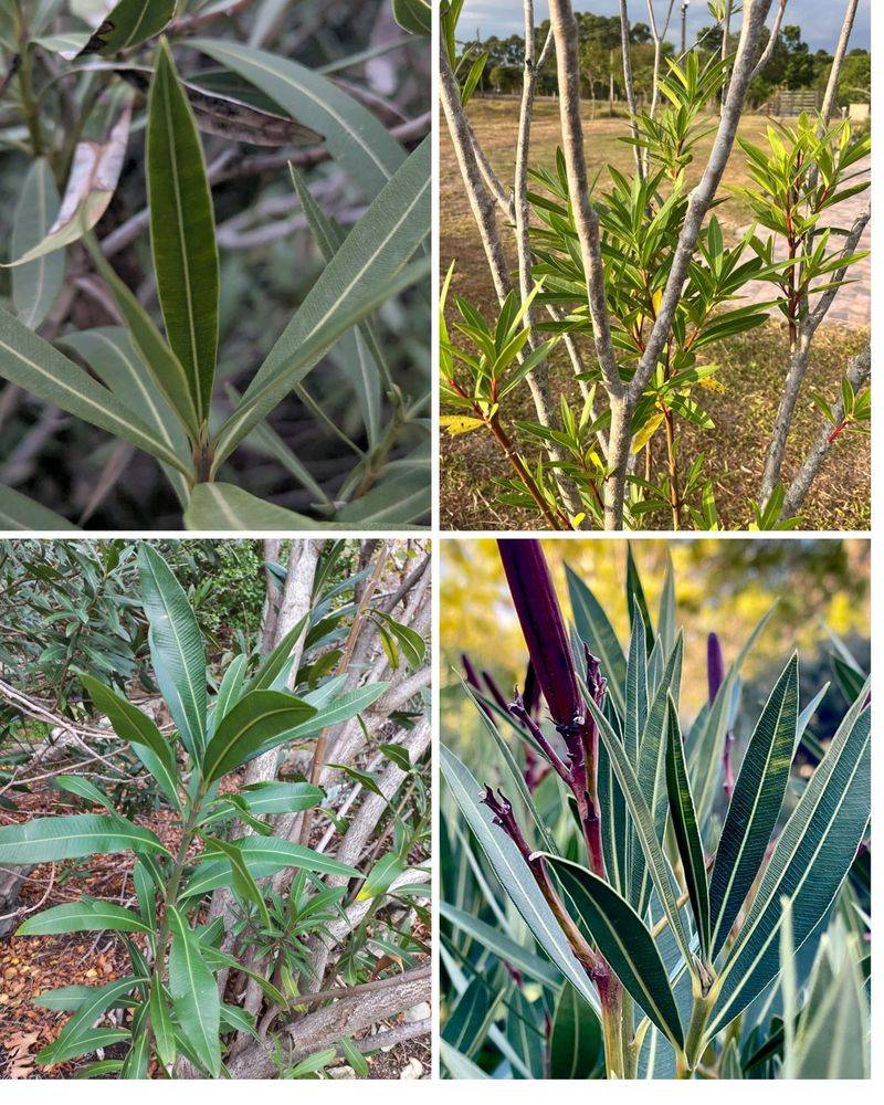 The whole plant can be toxic, fresh or dried