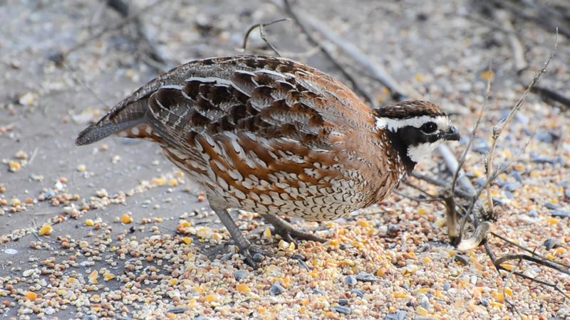 Their Diet Switches Mostly To Seeds As Insects Decline Their Diet Switches Mostly To Seeds As Insects Decline
