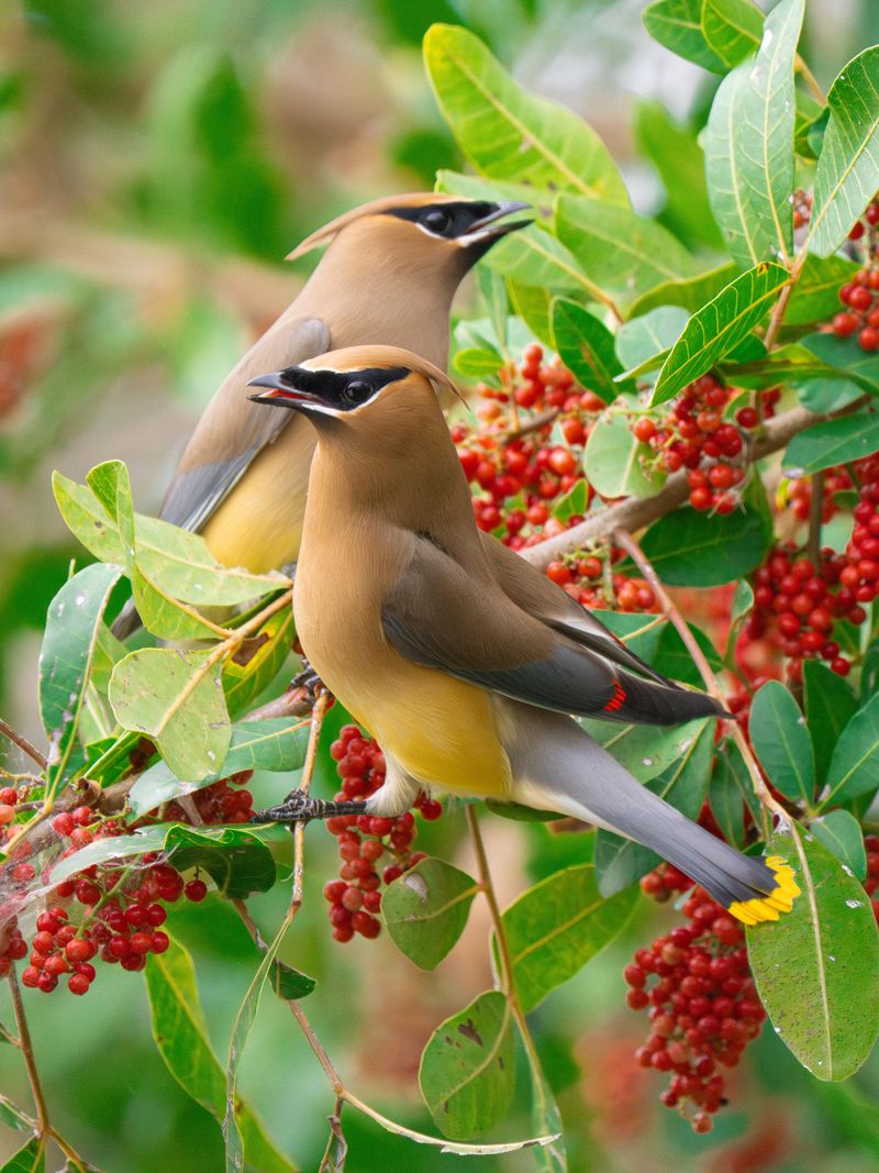 Their Flocks Can Number In The Hundreds