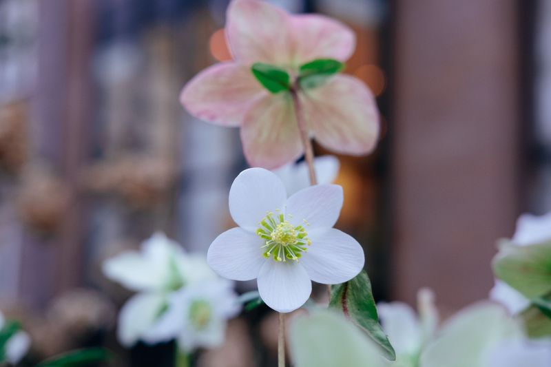 Their Flowers Last For Weeks