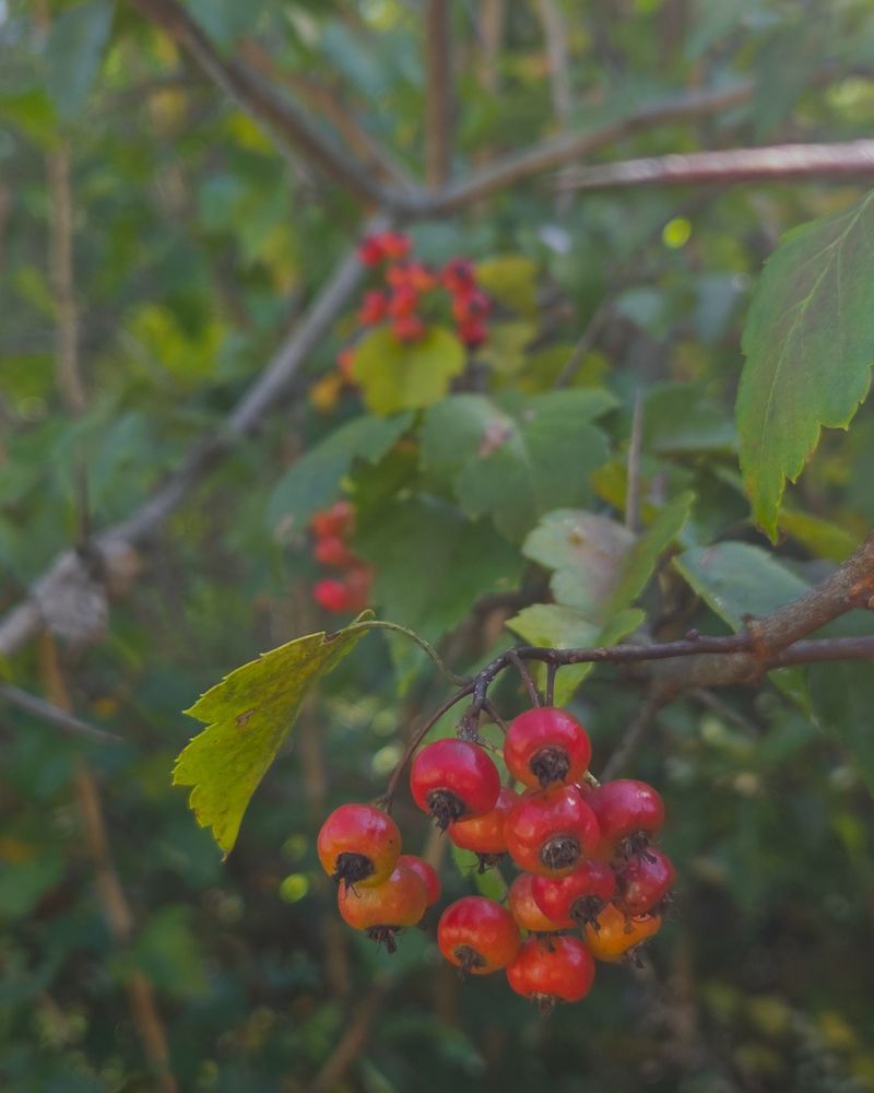 Their Fruit Feeds Birds Into Winter