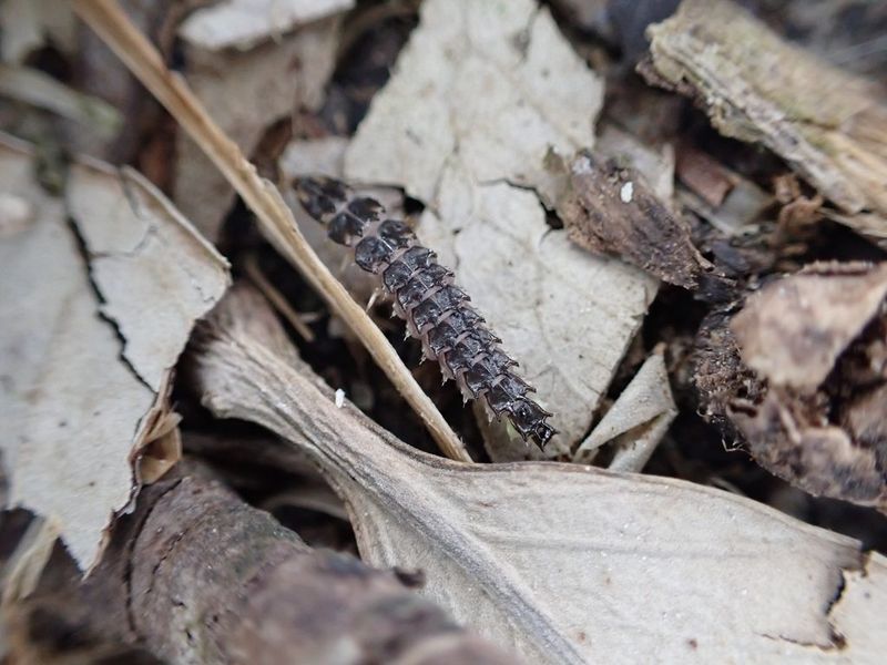 Their Larvae Feed On Small Soft-Bodied Invertebrates Their Larvae Feed On Small Soft-Bodied Invertebrates