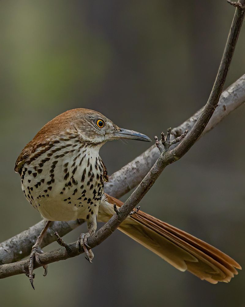 Their Long Bills Are Built For Raking Through Leaf Litter Their Long Bills Are Built For Raking Through Leaf Litter