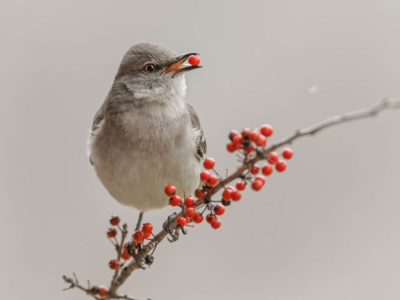 Their Menu Shifts From Insects Toward Fruit In Fall