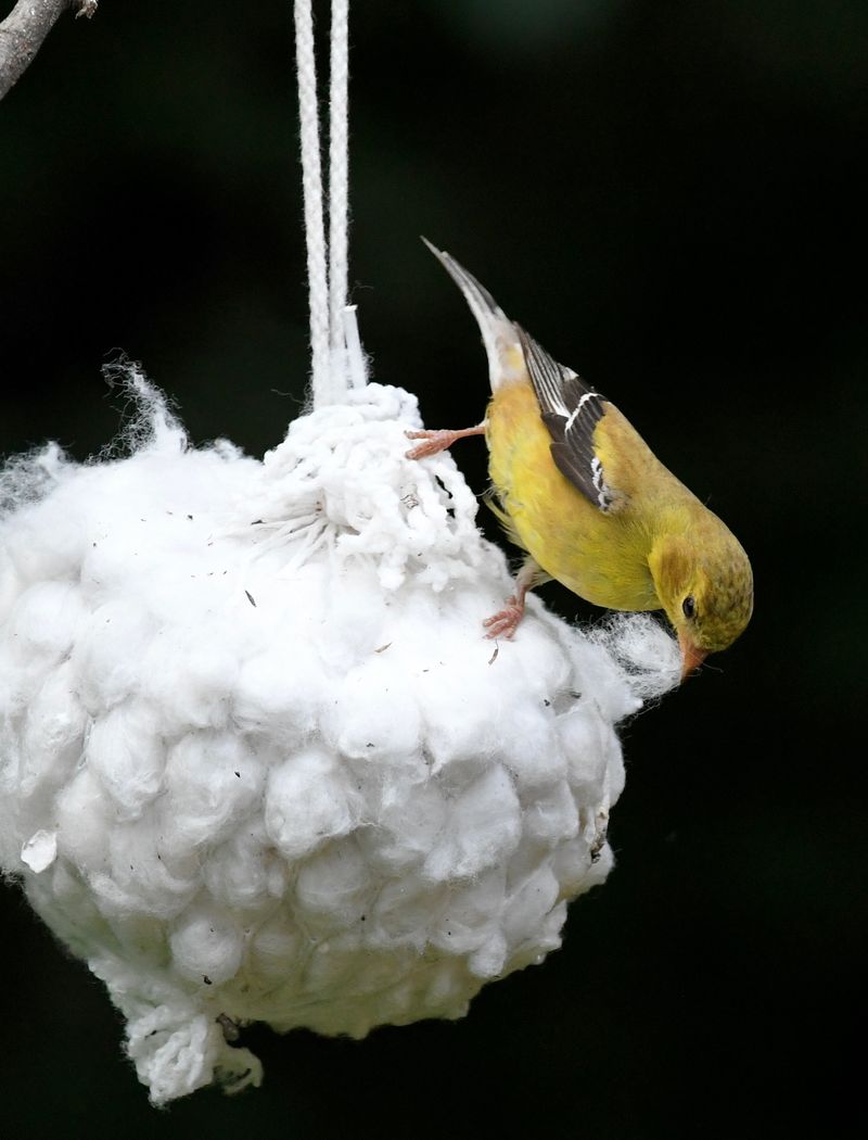 Their Nesting Season Wraps Up Later Than Many Songbirds' Their Nesting Season Wraps Up Later Than Many Songbirds'