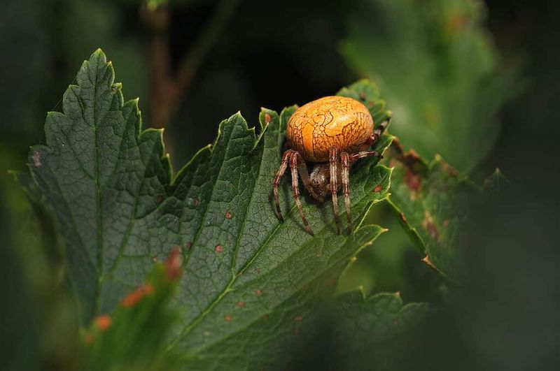 Their Round, Orange Bodies Peak In Fall